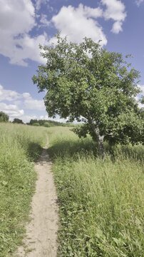 A lonely tree by a path in a field on a sunny summer day.
