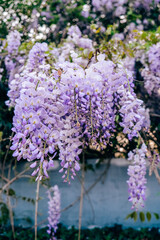 Obraz premium purple wisteria