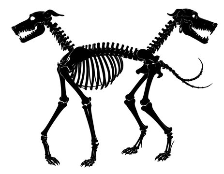 Two Headed Dog Skeleton.