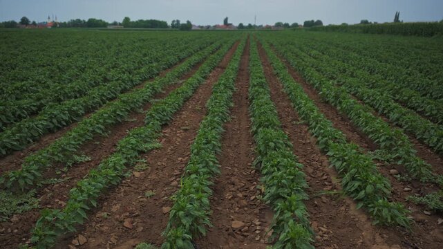Young paprika crop rows in a rural farm field stretching to the horizon under overcast sky, 4K