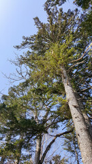 Fototapeta premium A captivating view from below showcases the tops of coniferous trees against a bright blue sky on a sunny winter day in the Kuril Islands.