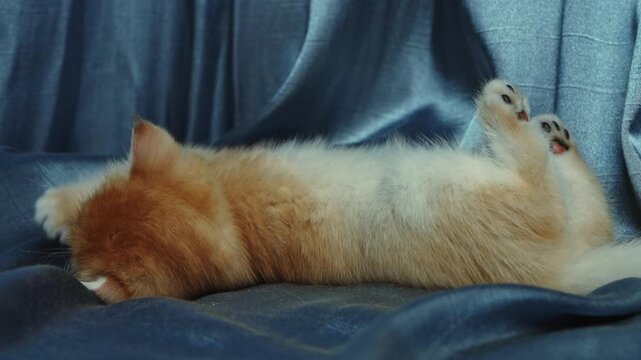 Cute British golden chinchilla kitten resting on blanket and staring into camera. Fluffy domestic pet, cozy home and adorable animal concept.