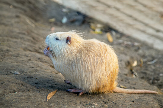 Albino nutria feeding on orange food outdoors