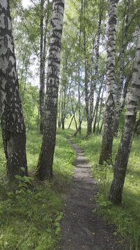 A narrow dirt path winds between tall birch trees with characteristic white bark. Bright sunlight patches illuminate the green grass along the trail.