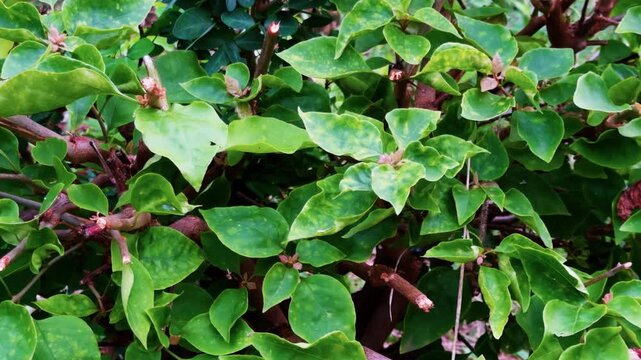 Close up of variegated green shrub leaves outdoor