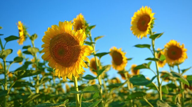 Ripening sunflower blooms in a cultivated field during the growing season. Agricultural productivity, oilseed production and sustainable farming concept. 4K.