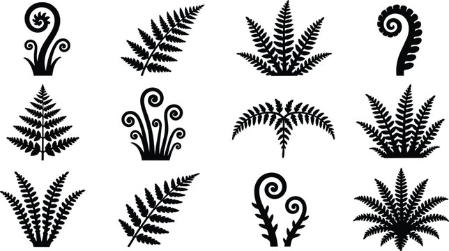 Various Black Fern Silhouettes Set. Botanical Plant Elements and Fiddleheads.