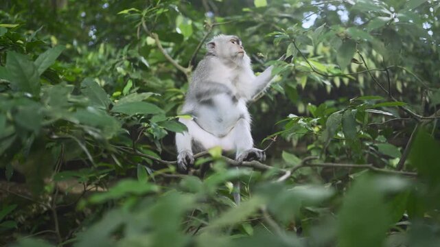 Cute monkey is sitting down on small tree branch, calmly and enjoying the nature, surrounded by green leaves. 4K horizontal footage. Animal, nature and wildlife concept