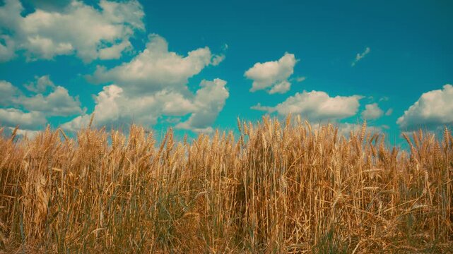 Sunlit wheat heads sway in a ripening field beneath a soft blue sky, suggesting rural summer, harvest readiness, natural growth and tranquil agricultural scenery in 4K.