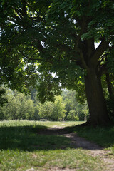 Fototapeta premium A narrow dirt path leads through a public park under the dense shadow of a big tree. Sunlight illuminates the green meadow and forest background. Perfect asset for outdoor hiking.