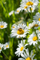 Fototapeta premium Honey bee sits on a wild daisy flower core to collect pollen on a sunny day. Beautiful chamomile field represents biodiversity, honey production, environmental protection, and pollination.