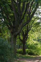 Fototapeta premium Massive old trees with thick trunks stand along a dirt path. Lush green foliage fills a public park during a sunny summer day, representing forestry, outdoor recreation, and wild nature.