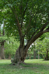 Obraz premium A large lilac bush with an old textured trunk stands on a grassy lawn. Lush green foliage grows in a peaceful public park or botanical garden, perfect for landscape design and nature concepts.
