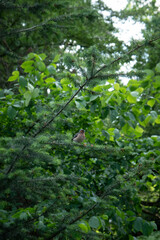 Fototapeta premium A small common chaffinch bird perches on a pine branch. Wild songbird rests in its natural habitat surrounded by lush green foliage during a sunny summer day in a public park botanical garden.