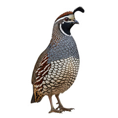 Fototapeta premium California quail bird standing on plain background