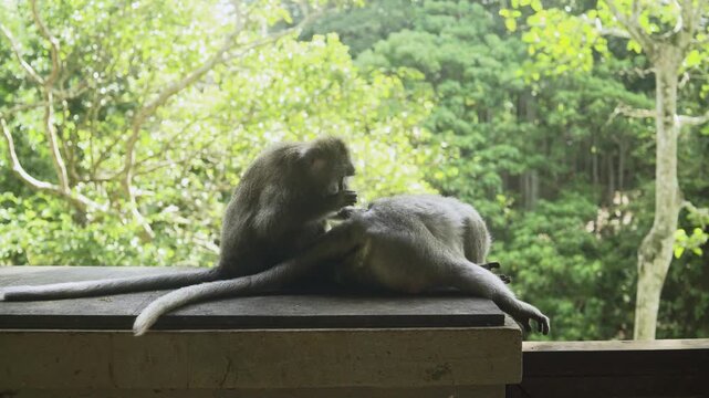 Cute calm monkeys are looking for fleas in the forest, green trees as background. Animal, wildlife and nature concept. 4K horizontal footage