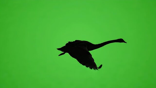 Flying Swan Silhouette on Green Screen. Elegant black swan silhouette flying gracefully across a chroma key green background. Long neck bird flight asset 