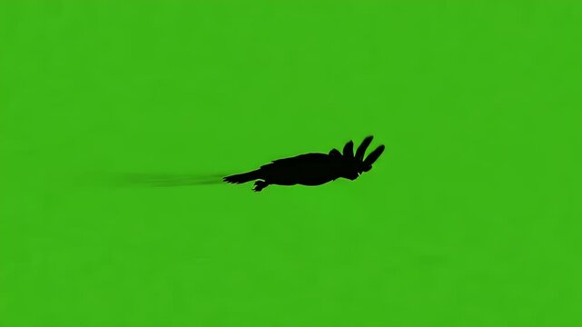 Flying Eagle Silhouette on Green Screen Chroma Key. Eagle silhouette flying isolated on green screen. Perfect for VFX and overlay