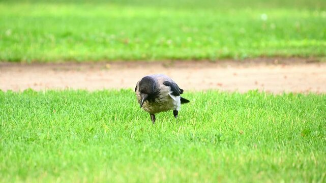 Hooded crow foraging and walking on grassy park lawn