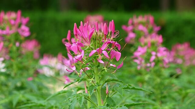 Pink cleome flowers gently swaying in garden flower bed