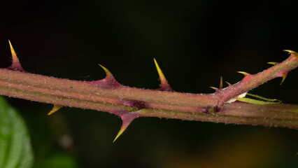 Fototapeta premium Blackberry Thorns Closeup - Rubus fruticosus Spiky Branch in Natural Habitat