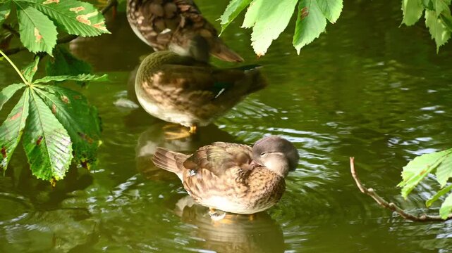 Two ducks preening and resting in shaded pond under chestnut tree. Female Mandarin duck, Aix galericulata
