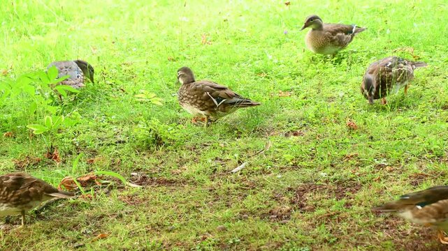 Group of ducks foraging on grassy park lawn during daytime summer. Mandarin duck, Aix galericulata