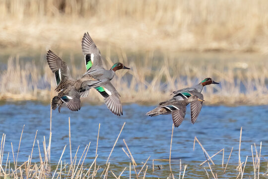 Common teal is small colorful water bird	