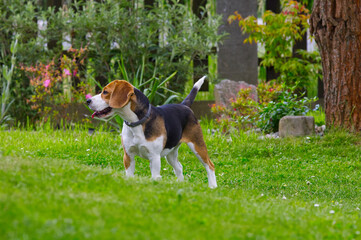 Beautiful beagle dog standing proudly on green grass in the garden. Purebred hound side profile portrait. © TomKorcak