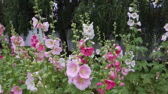 Hollyhock flowers in a flower bed, colorful summer background