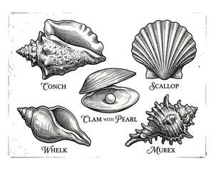 Detailed hand drawn illustration set of various sea shells and a pearl. © borneo