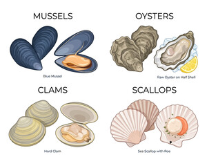 Collection of various edible shellfish including mussels oysters clams and scallops isolated on white background. © borneo