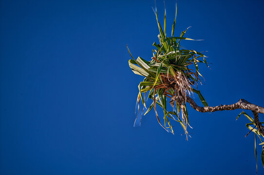 Pandanus Palm Fronds and Branch Underneath Blue Sky.