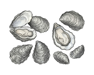 Detailed hand drawn illustration of fresh oysters set on a white background. © borneo