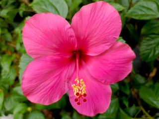 pink hibiscus flower © Quchay ARASH Photo