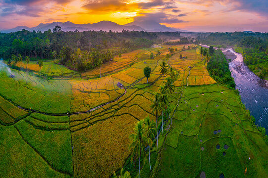 Beautiful panoramic aerial view of terraced rice fields at sunrise in Indonesia, surrounded by lush tropical greenery and palm trees