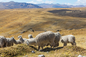 Fototapeta premium Alpaca