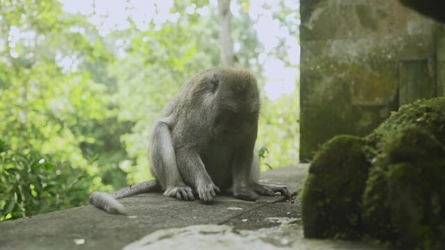 Cute monkey is playing with a pebble or small rock, rubbed it on the ground. 4K horizontal footage. Animal, wildlife and nature concept