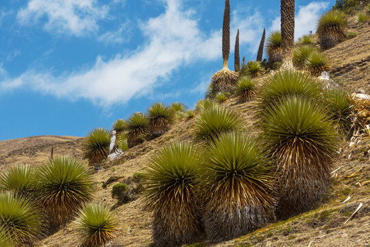 Puya