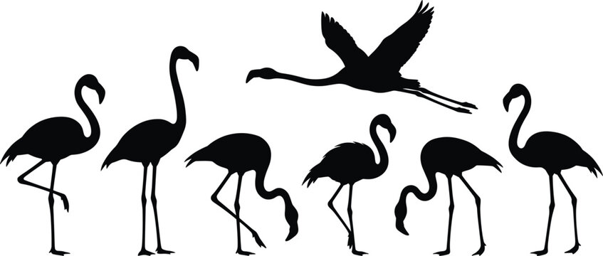 Black flamingo silhouettes in various poses, flying, standing, and feeding, isolated tropical bird elements, exotic wildlife nature icons
