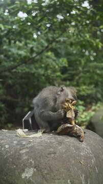 Cute calm monkeys are enjoying eat banana and sit on the big stone in the forest. Natural setting. 4K vertical footage. Animal, wildlife and nature concept