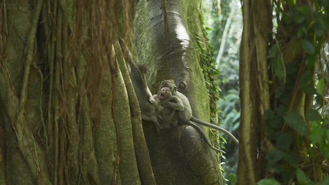 3 cute little monkeys are playing together on the big tree. 4K horizontal footage. Animal, wildlife and nature concept
