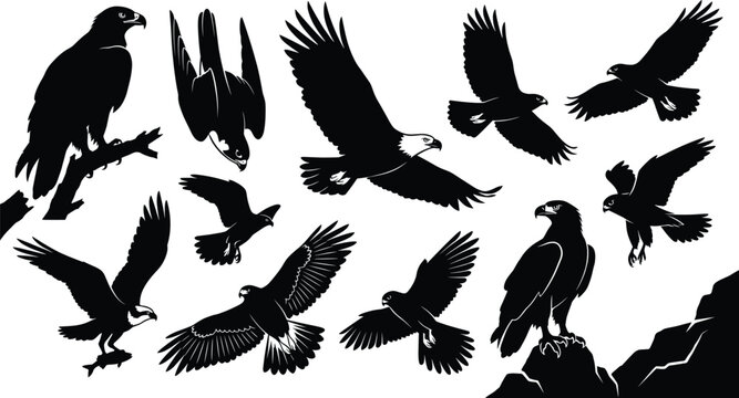 Eagle, hawk, falcon, and osprey silhouettes, flying and perched birds of prey, majestic raptor collection, wildlife nature illustration, hunters.