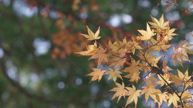 Golden yellow maple leaves gently swaying in a light autumn breeze with a beautiful blurry bokeh background. Calm and peaceful nature 