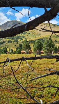 Chevaux de trait broutant dans les champs de myrtilles au pied du pic de Tarb&eacute;sou (parc naturel r&eacute;gional des Pyr&eacute;n&eacute;es ari&eacute;geoises)