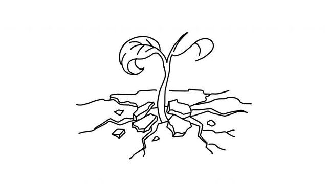 Drought survival plant sprout growing from cracked earth 4K Hand Drawn Animation showcasing ecology and resilient nature