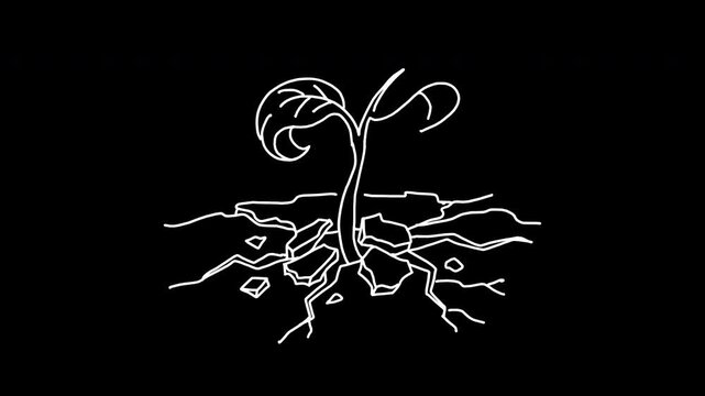 Drought survival plant sprout growing from cracked earth 4K Hand Drawn Animation with alpha transparent background