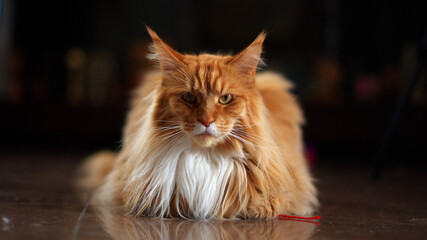 maine coon © Adam