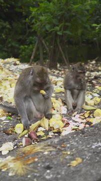 Cute calm monkeys are enjoying eat corns in the forest. Natural setting. 4K vertical footage. Animal, wildlife and nature concept