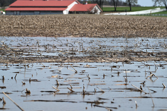Floating Corn Stalks on Flooded Field